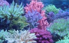 防晒霜和化妆品复合物对珊瑚的危害