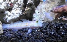 使用海洋蜗牛胰岛素改善糖尿病治疗