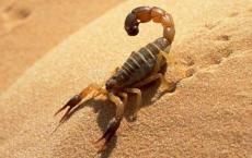 蝎子的平行ecomorph进化 证据在DNA中