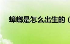 蟑螂是怎么出生的（蟑螂是怎么繁殖的）