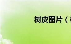 树皮图片（树皮的作用）