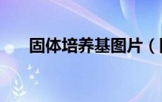 固体培养基图片（固体培养基的作用）