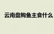 云南盘鮈鱼主食什么（云南盘鮈鱼的特点）
