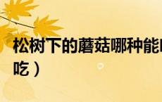 松树下的蘑菇哪种能吃（松树下的蘑菇哪种能吃）
