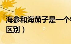 海参和海茄子是一个物种吗（海参和海茄子的区别）