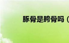 豚骨是胯骨吗（豚骨是什么骨）