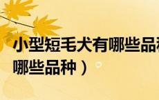 小型短毛犬有哪些品种及图片（小型短毛犬有哪些品种）