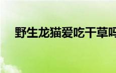 野生龙猫爱吃干草吗（野生龙猫还有吗）