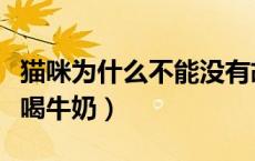 猫咪为什么不能没有胡子呢（猫咪为什么不能喝牛奶）