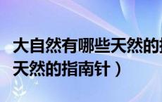 大自然有哪些天然的指南针（大自然有哪些是天然的指南针）