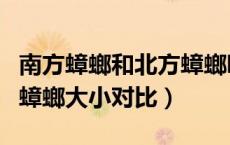 南方蟑螂和北方蟑螂哪个大（南方蟑螂和北方蟑螂大小对比）