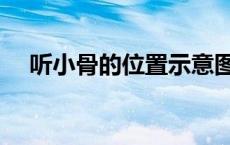听小骨的位置示意图（听小骨的作用是）