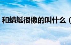 和蜻蜓很像的叫什么（和蜻蜓很像的是什么）