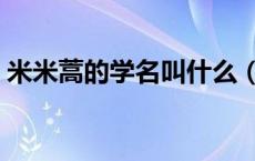 米米蒿的学名叫什么（米米蒿的学名是什么）