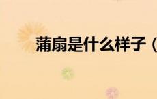 蒲扇是什么样子（蒲扇是什么东西）