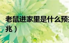 老鼠进家里是什么预兆（老鼠进家里是什么预兆）