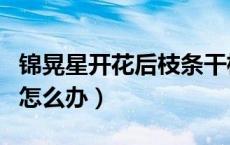 锦晃星开花后枝条干枯怎么办（锦晃星开花后怎么办）
