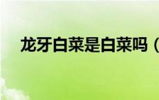 龙牙白菜是白菜吗（龙牙白菜是什么菜）