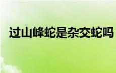 过山峰蛇是杂交蛇吗（过山峰蛇是什么蛇）