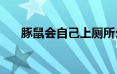 豚鼠会自己上厕所么（豚鼠会咬人吗）
