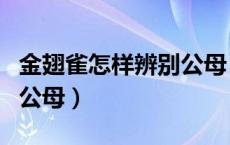 金翅雀怎样辨别公母（怎么看金丝雀金翅雀的公母）