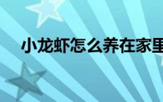 小龙虾怎么养在家里（小龙虾怎么挑线）