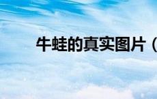 牛蛙的真实图片（牛蛙是啥啊图片）