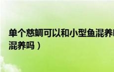 单个慈鲷可以和小型鱼混养吗（非洲慈鲷可以和别的小型鱼混养吗）