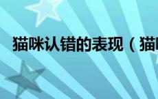 猫咪认错的表现（猫咪认错的表现是什么）