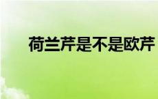 荷兰芹是不是欧芹（荷兰芹是什么菜）