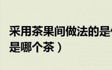 采用茶果间做法的是什么（采用茶果间做法的是哪个茶）