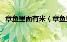 章鱼里面有米（章鱼里的大米是怎么回事）