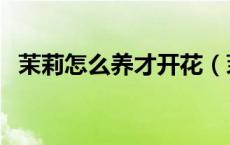 茉莉怎么养才开花（茉莉怎么养才长得好）