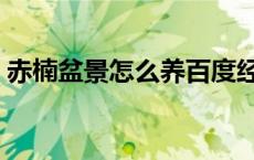 赤楠盆景怎么养百度经验（赤楠盆景怎么养）