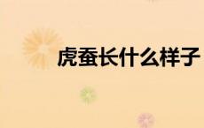 虎蚕长什么样子（虎蚕长什么样）