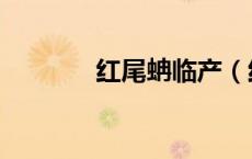 红尾蚺临产（红尾蚺的种类）