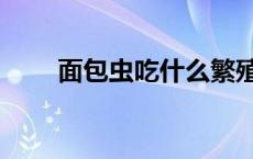 面包虫吃什么繁殖（面包虫吃什么）
