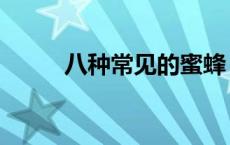 八种常见的蜜蜂（八种常见昆虫）