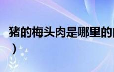 猪的梅头肉是哪里的肉（猪梅头肉是哪个部位）