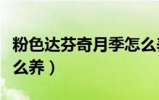 粉色达芬奇月季怎么养护（粉色达芬奇月季怎么养）