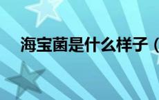 海宝菌是什么样子（海宝菌是什么样子）