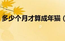 多少个月才算成年猫（多少个月才算成年猫）