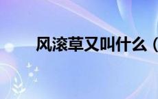 风滚草又叫什么（风滚草是什么菜）
