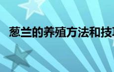 葱兰的养殖方法和技巧（葱兰的养殖方法）