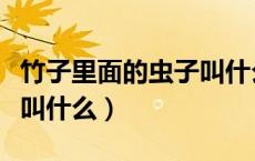 竹子里面的虫子叫什么名字（竹子里面的虫子叫什么）