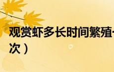 观赏虾多长时间繁殖一次（观赏虾多久繁殖一次）
