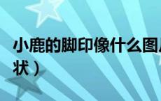 小鹿的脚印像什么图片（小鹿的脚印像什么形状）