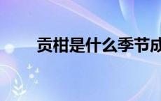 贡柑是什么季节成熟（贡柑是什么）