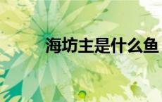 海坊主是什么鱼（海坊主是什么）