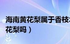海南黄花梨属于香枝木类吗（香枝木是海南黄花梨吗）